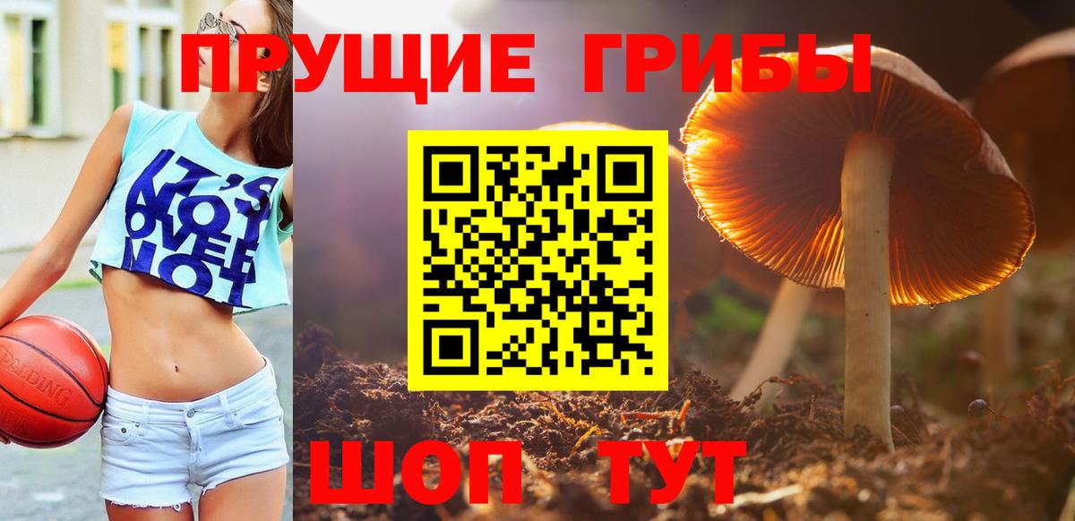 Псилоцибиновые грибы Cubensis  Вход с VPN  цены наркотик  Асино 